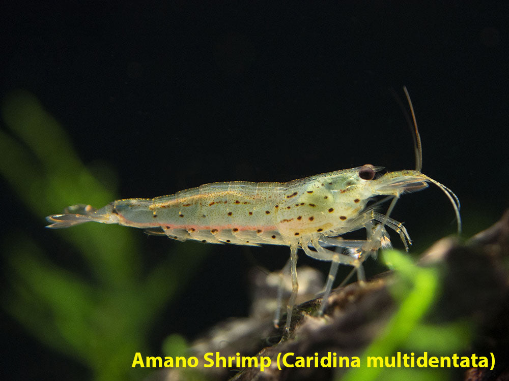 The Algae Clean Up Crew: Includes Fish, Snails, and Shrimp!