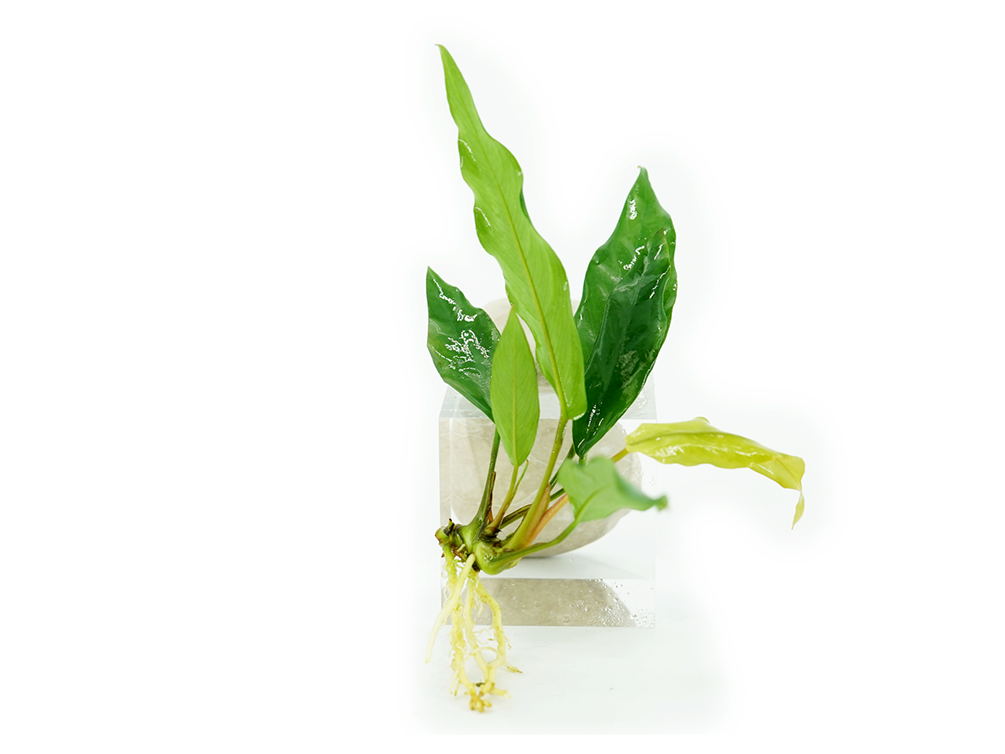 Anubias barteri var. glabra 'Minima'