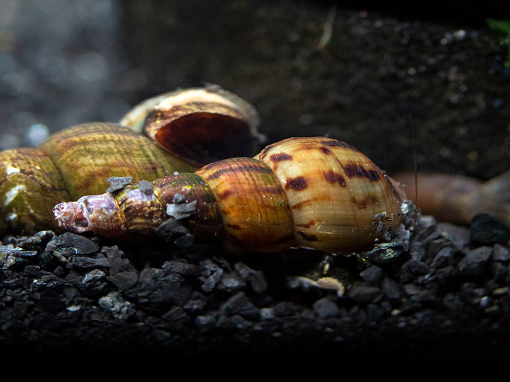 Black AKA Mahogany Trumpet Snail (Melanoides maculata)