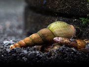 Black AKA Mahogany Trumpet Snail (Melanoides maculata)