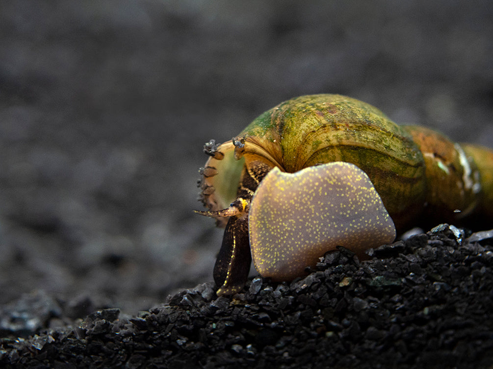 Black AKA Mahogany Trumpet Snail (Melanoides maculata)