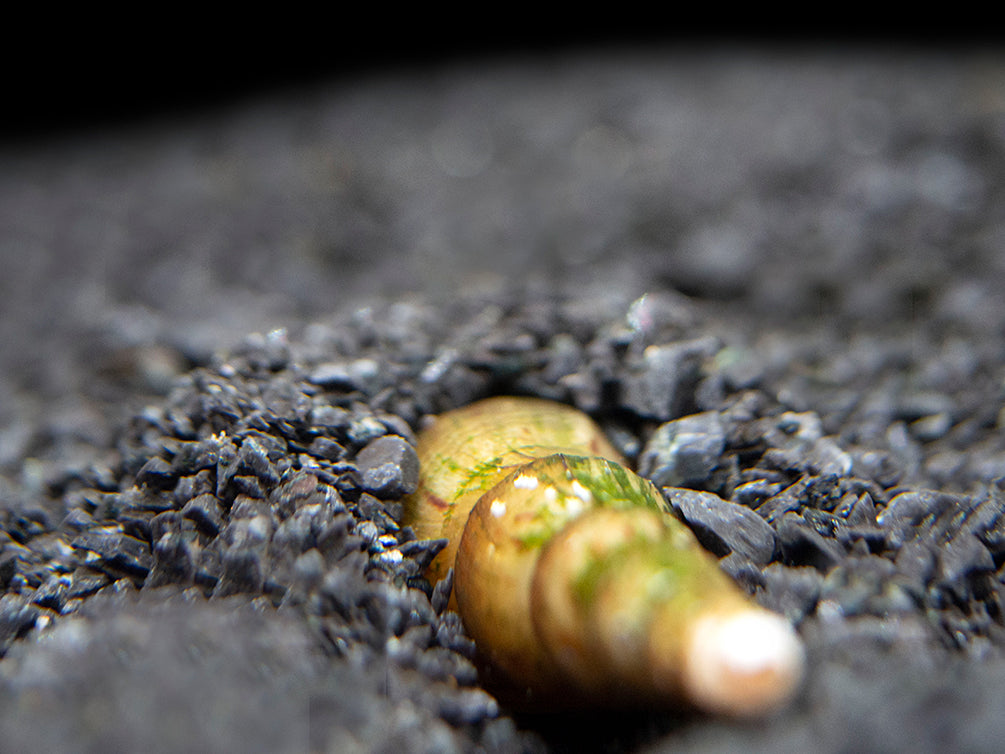 Black AKA Mahogany Trumpet Snail (Melanoides maculata)