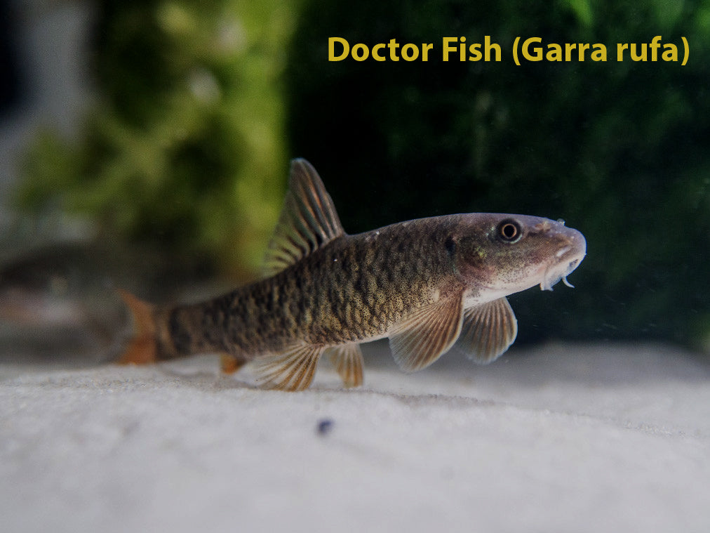 The Algae Clean Up Crew: Includes Fish, Snails, and Shrimp! – Aquatic Arts