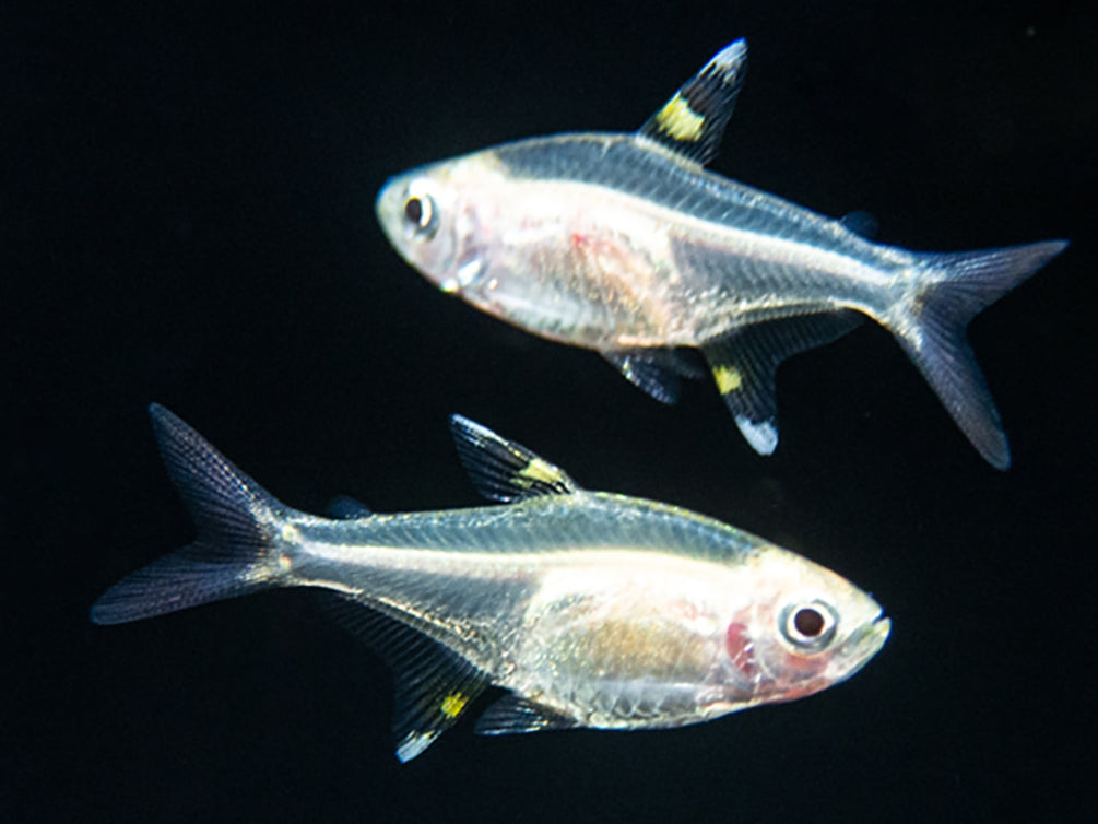 Golden X-Ray Tetra (Pristella maxillaris), Tank Bred