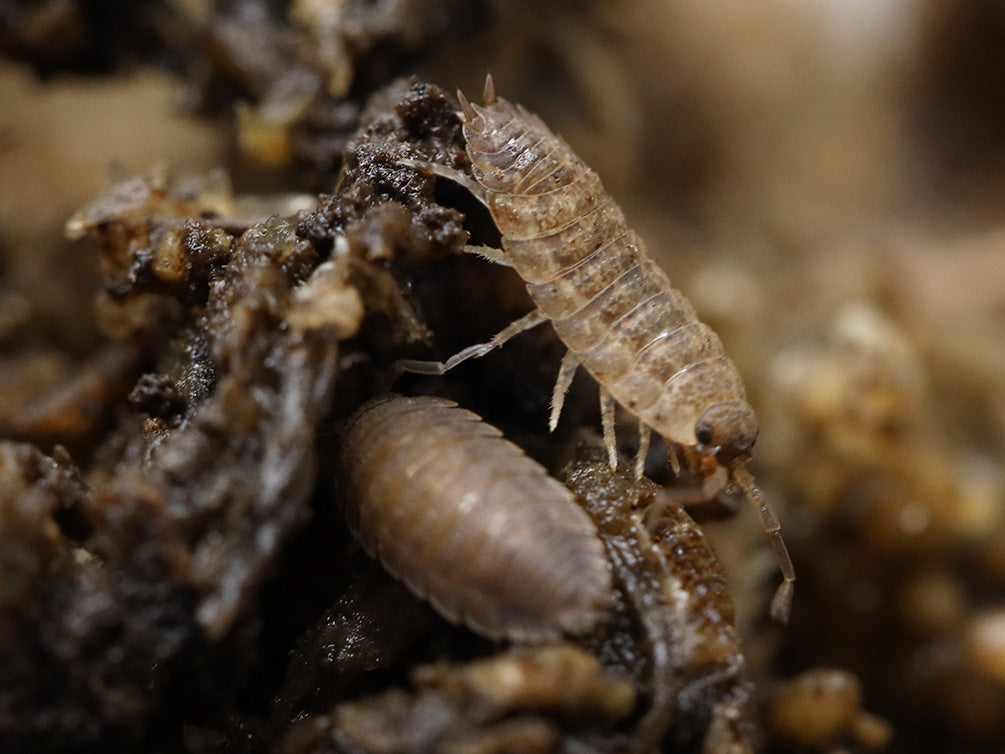 Lotto Mix Isopods (Porcellio laevis 'Lottery Mix')