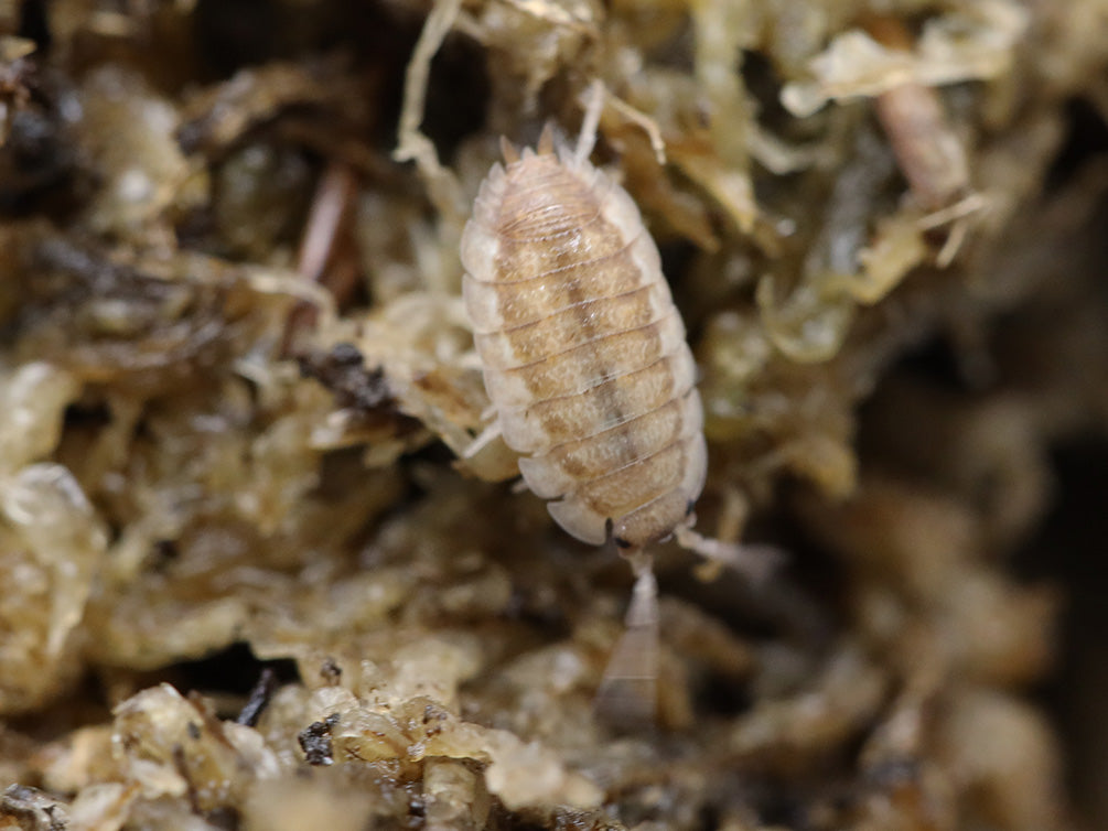 Lotto Mix Isopods (Porcellio laevis 'Lottery Mix')