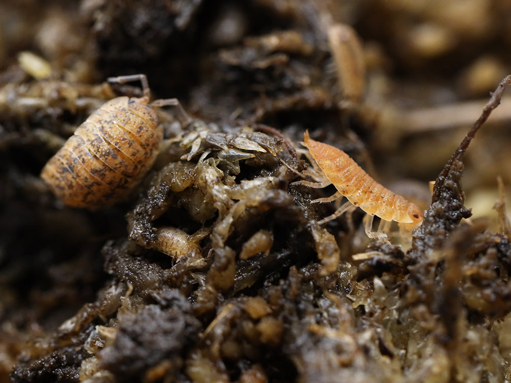 Lotto Mix Isopods (Porcellio laevis 'Lottery Mix')