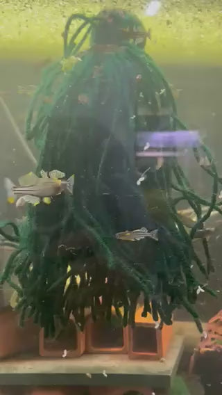 This is a video of the parents from our local breeder. Stunning Aru II Rainbowfish