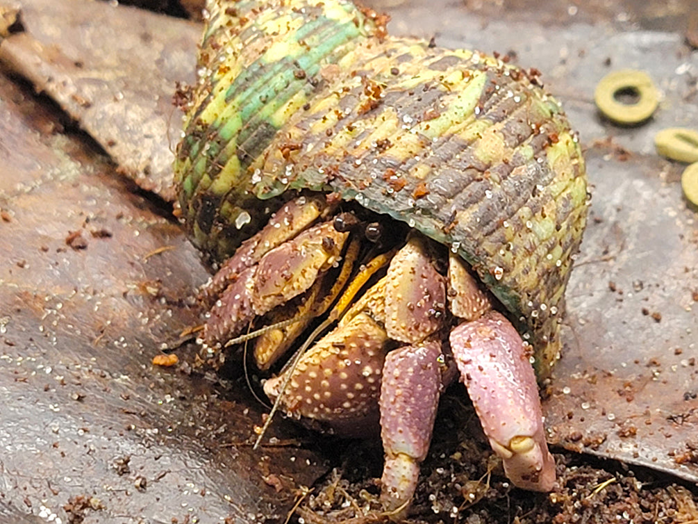 Purple Hermit Crab for sale at Aquatic Arts displaying vivid purple coloration while emerging from its natural shell.