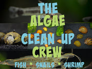 The Algae Clean Up Crew: Includes Fish, Snails, and Shrimp!