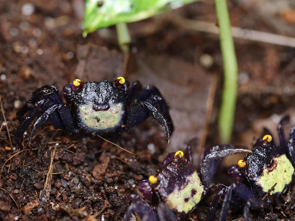 Vampire Crab (Geosesarma dennerle)