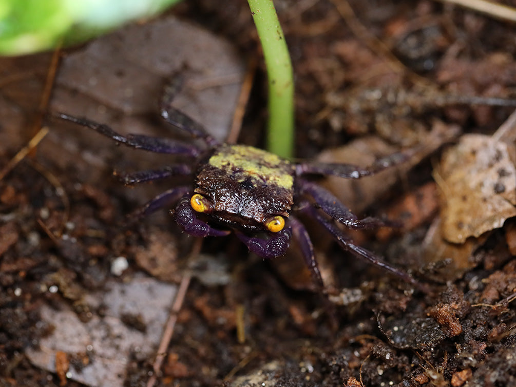 Vampire Crab (Geosesarma dennerle)