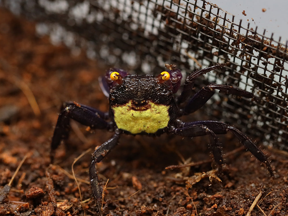 Vampire Crab (Geosesarma dennerle)
