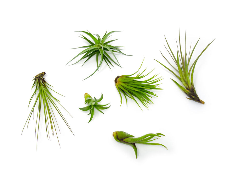 Air Plant Variety Pack - Bulk Assorted Species of Live Tillandsia with Fertilizer Bottle