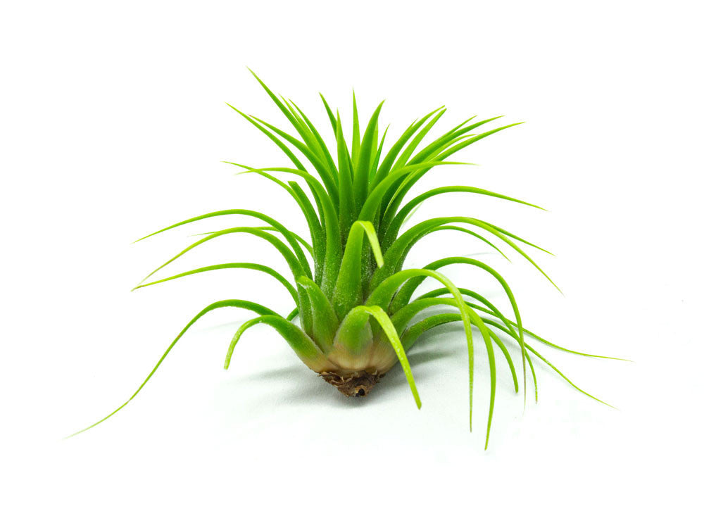 Air Plant Variety Pack - Bulk Assorted Species of Live Tillandsia with Fertilizer Bottle