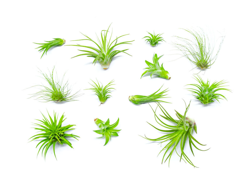 Air Plant Variety Pack - 2 to 5 Inch (Smaller Pack)