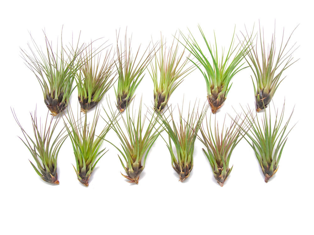 Tricolor Tillandsia Air Plants