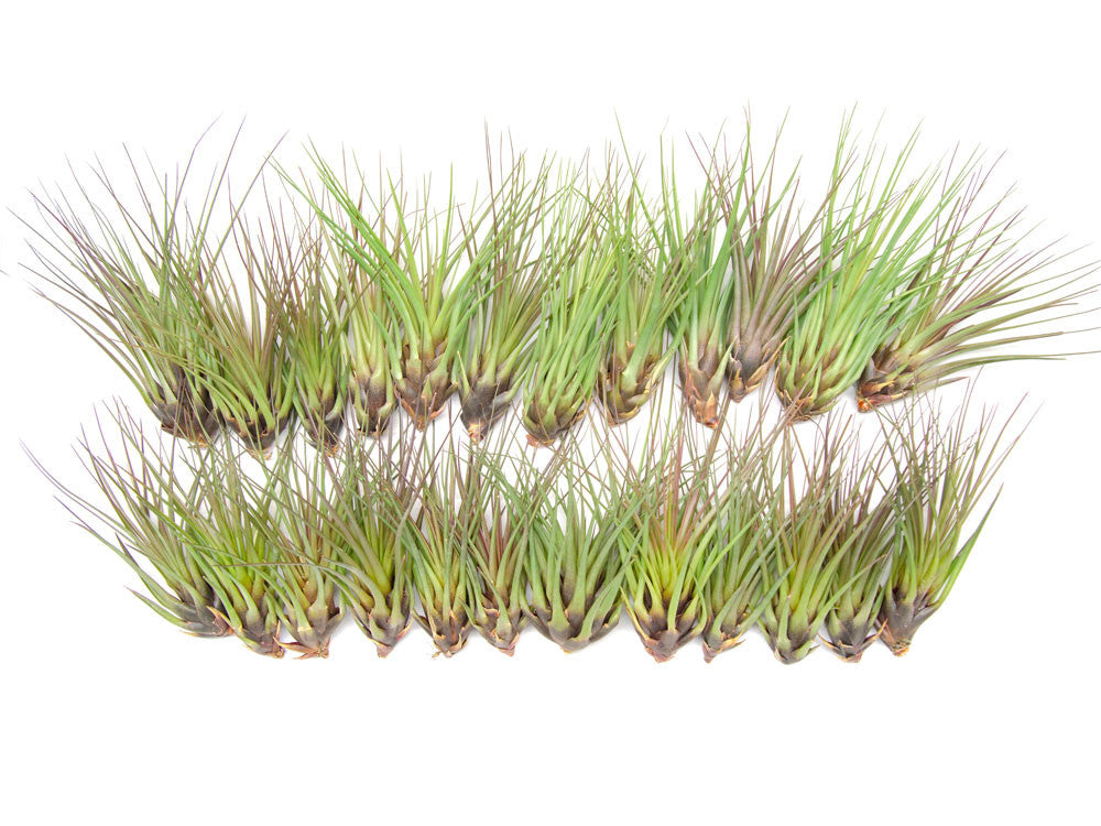 Tricolor Tillandsia Air Plants