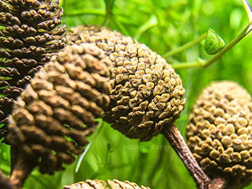 Alder Cones (1/2 - 1 inch)