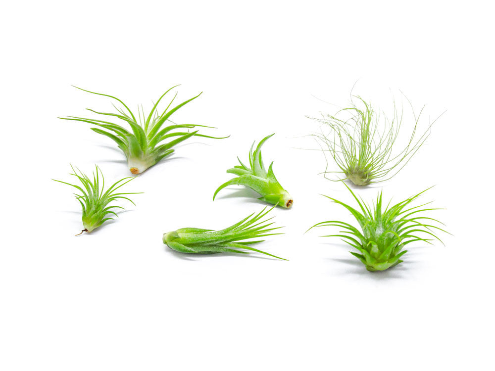 Air Plant Variety Pack - 2 to 5 Inch (Smaller Pack)