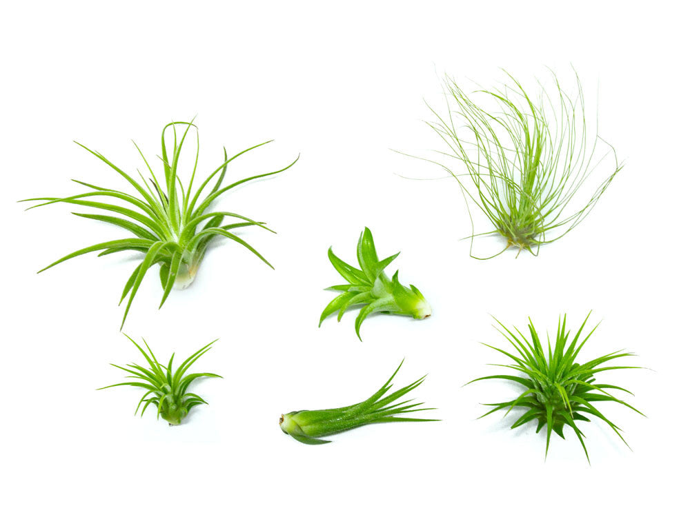 Air Plant Variety Pack - 2 to 5 Inch (Smaller Pack)