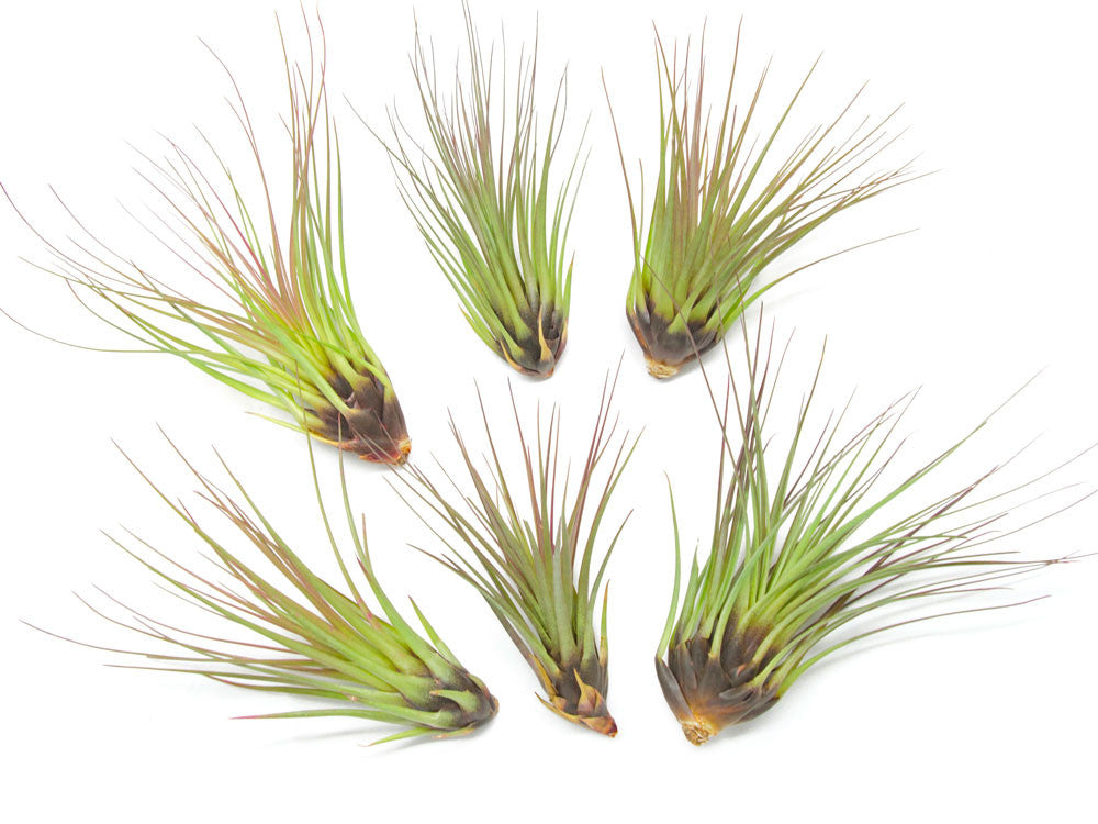 Tricolor Tillandsia Air Plants