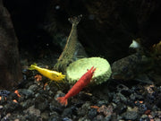 algae wafer in freshwater aquarium 