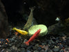 algae wafer in freshwater aquarium 