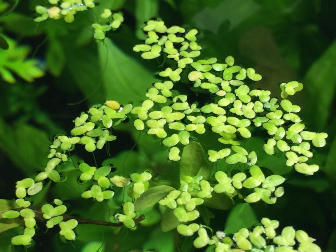 Aquatic Arts duckweed in aquarium 