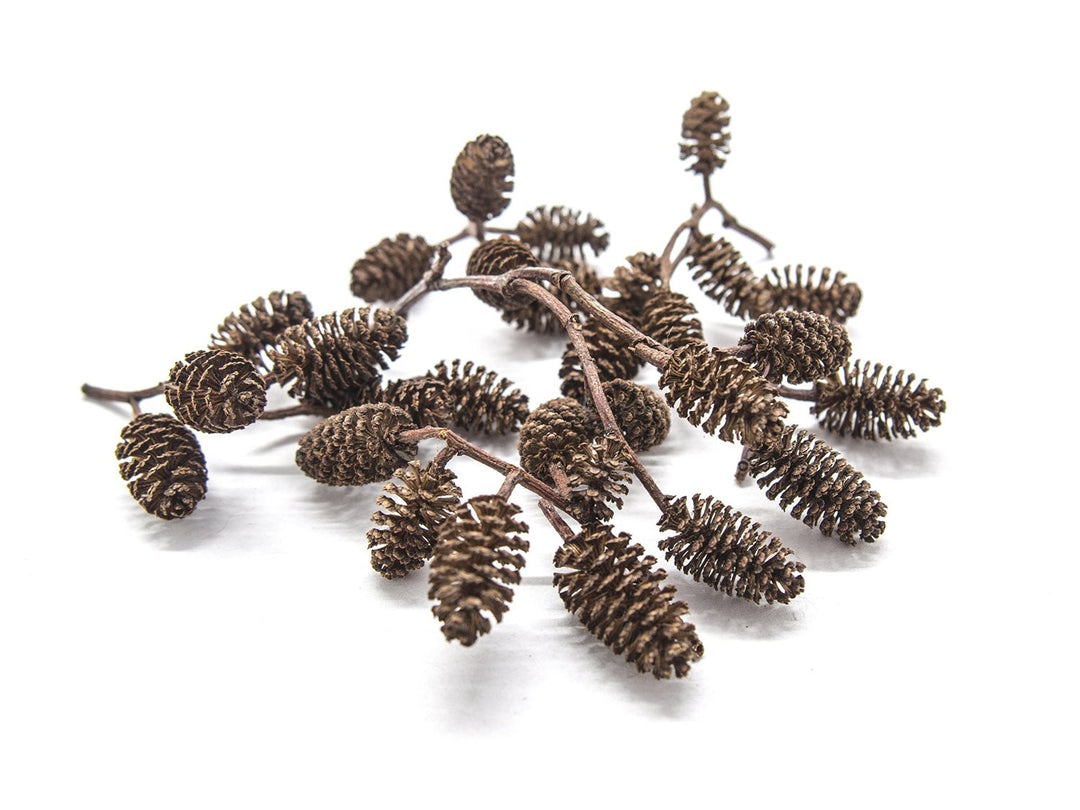 Alder Cones (1/2 - 1 inch)