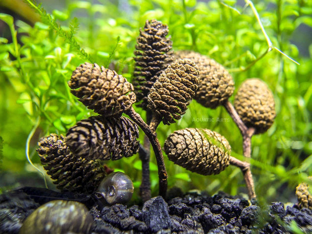 alder cones for aquarium