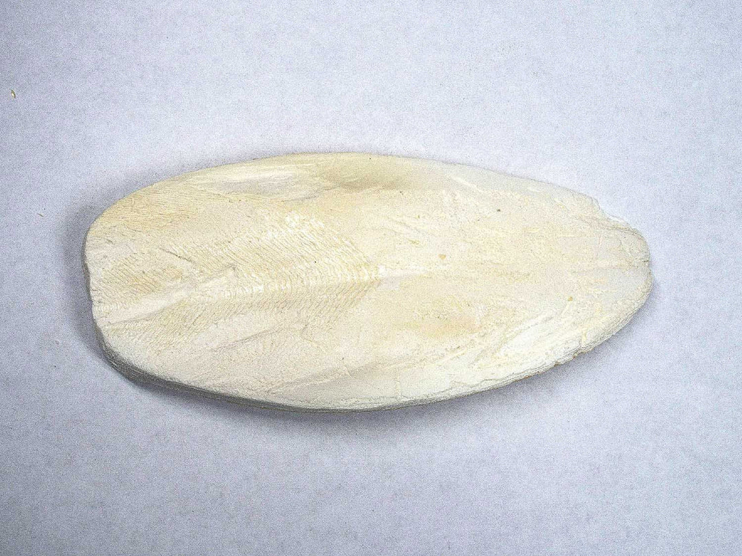 Cuttlebone (Natural Mineral Supplement)