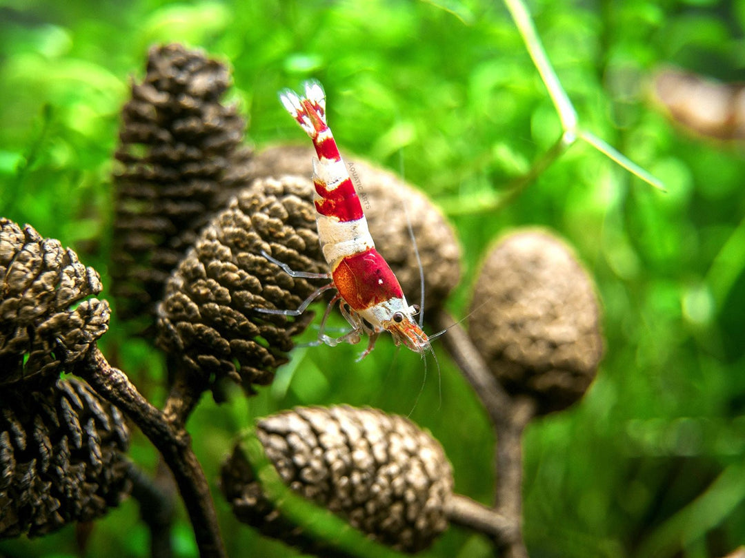 Alder Cones (1/2 - 1 inch)