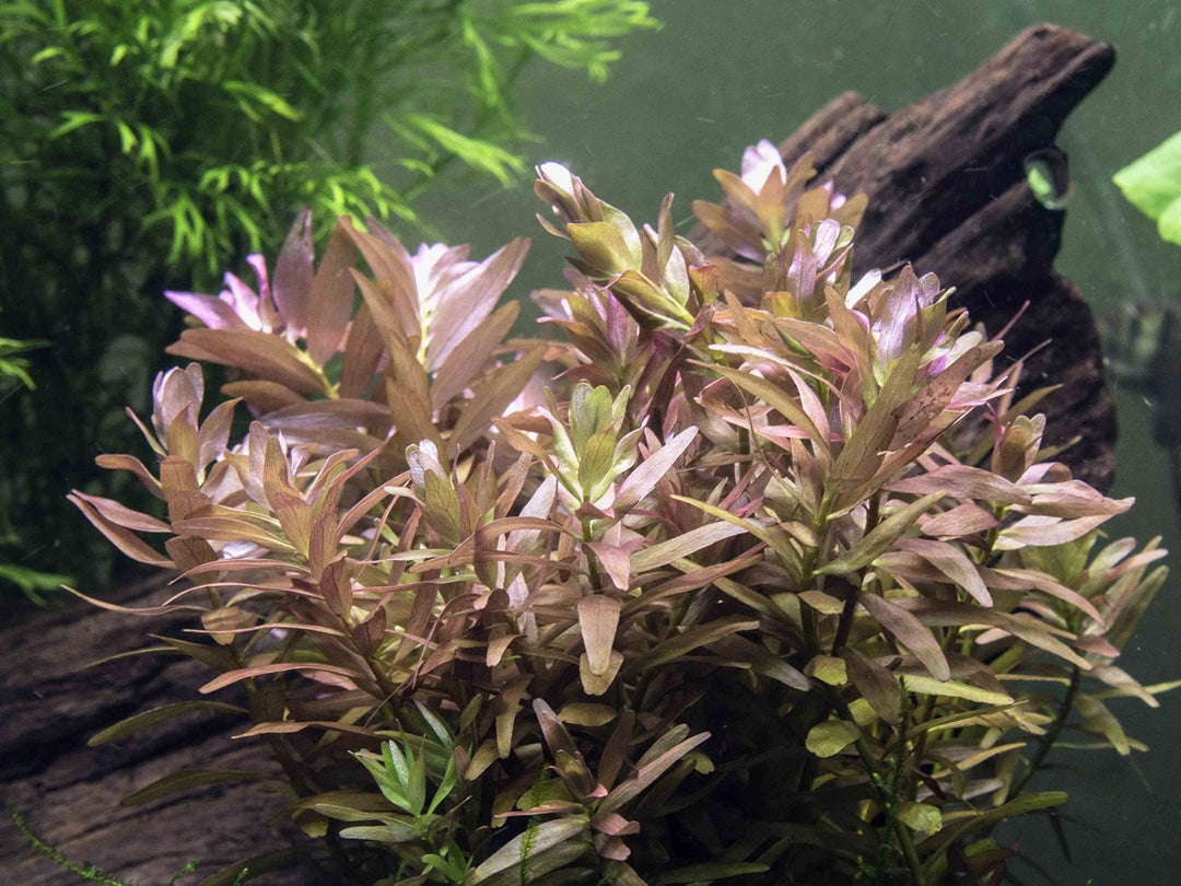 Rotala indica, Bunched