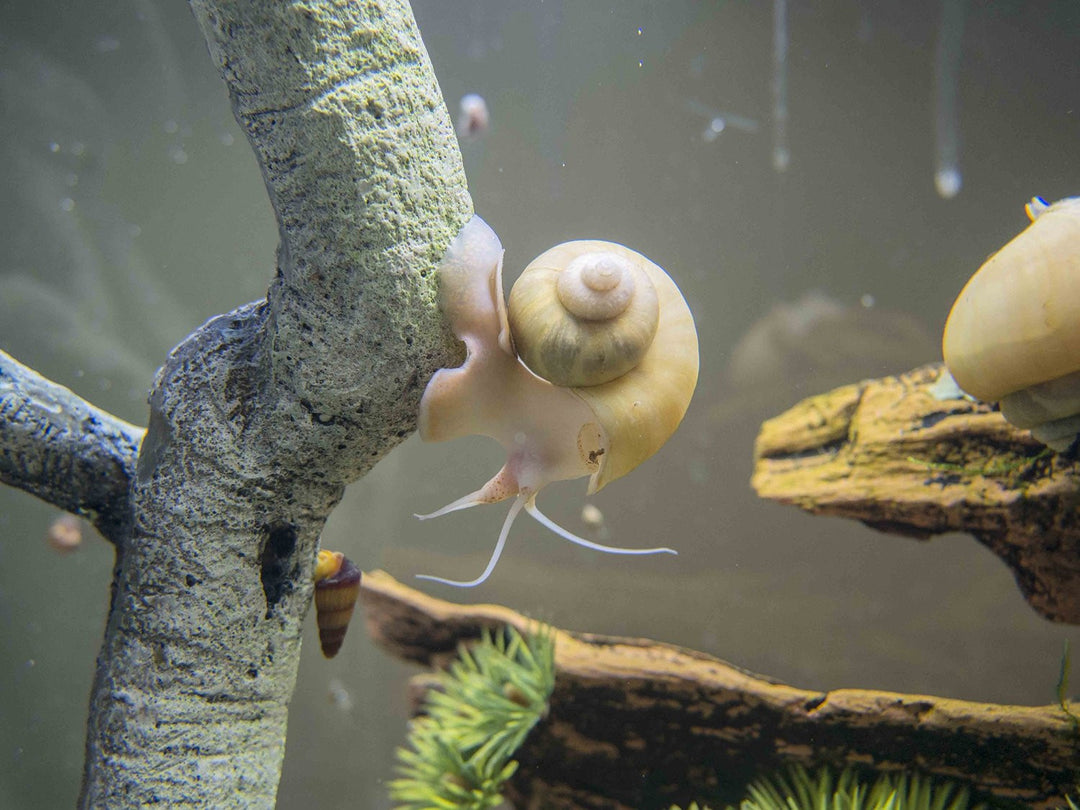 B-Grade Mystery Snails (Pomacea bridgesii) - Tank-Bred!