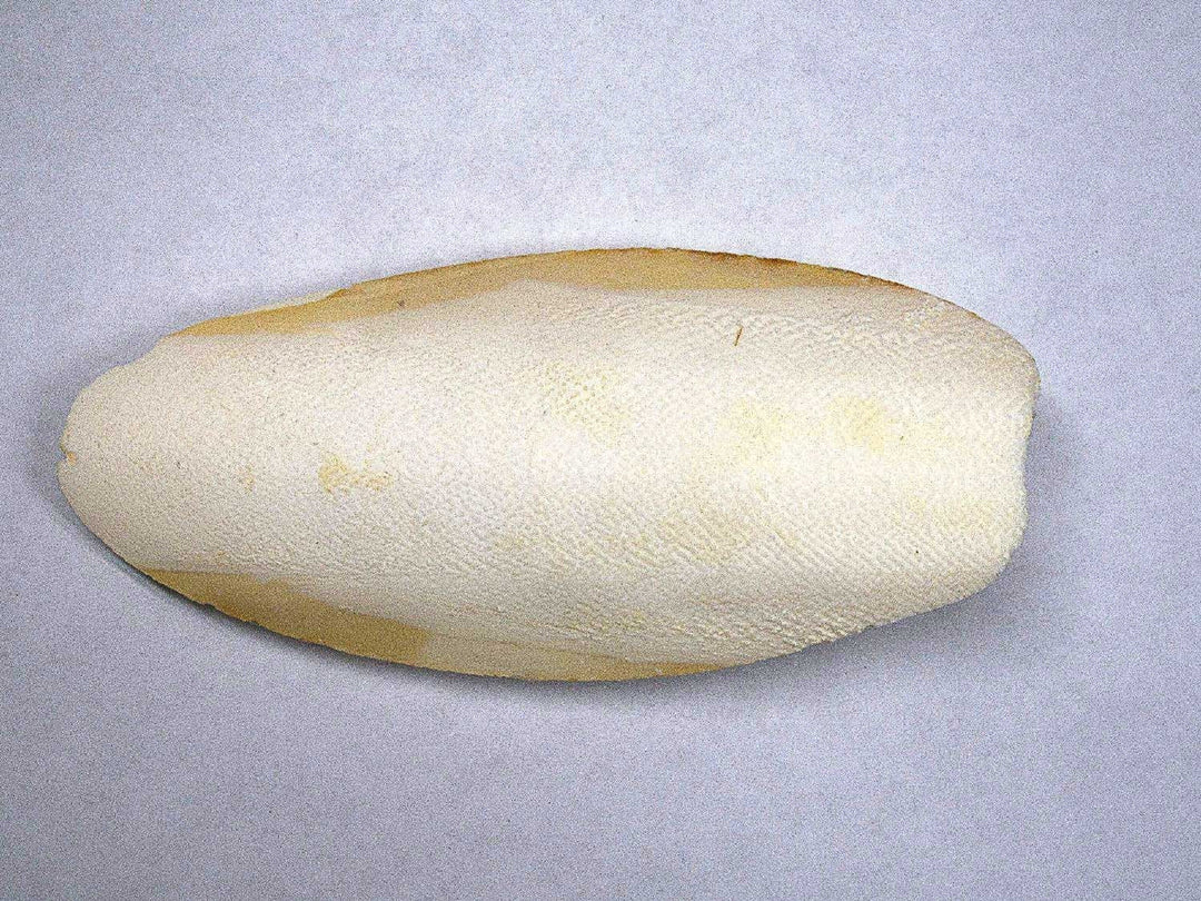 Cuttlebone (Natural Mineral Supplement)