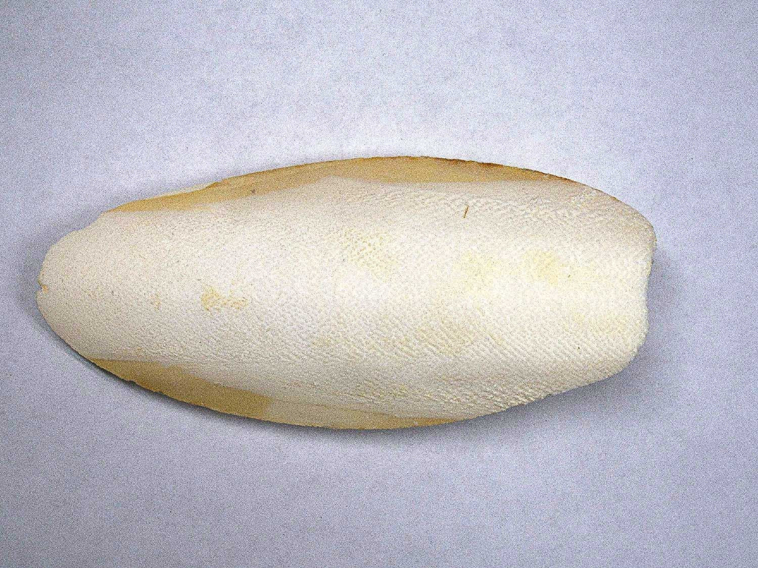 Cuttlebone Craft Cuttlebone for Aquariums - Aquatic Arts