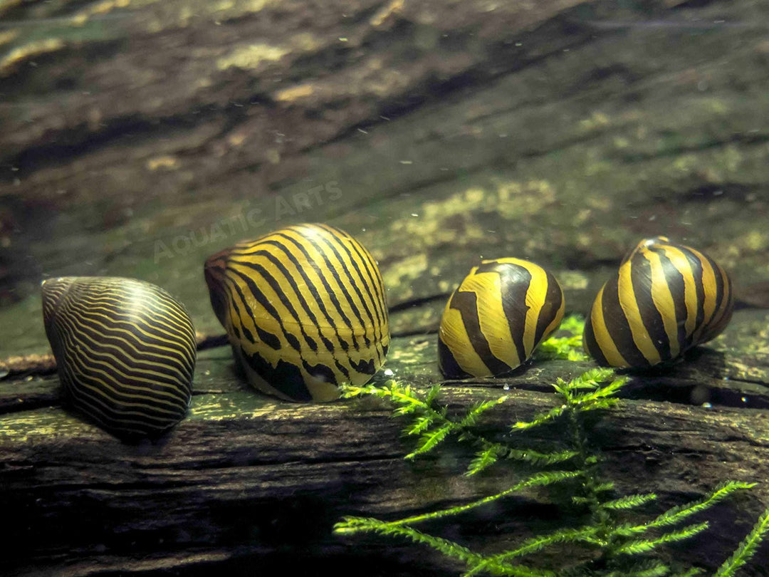 Nerite Snail Combo Pack: Tiger + Zebra + Zebra Thorn Nerites