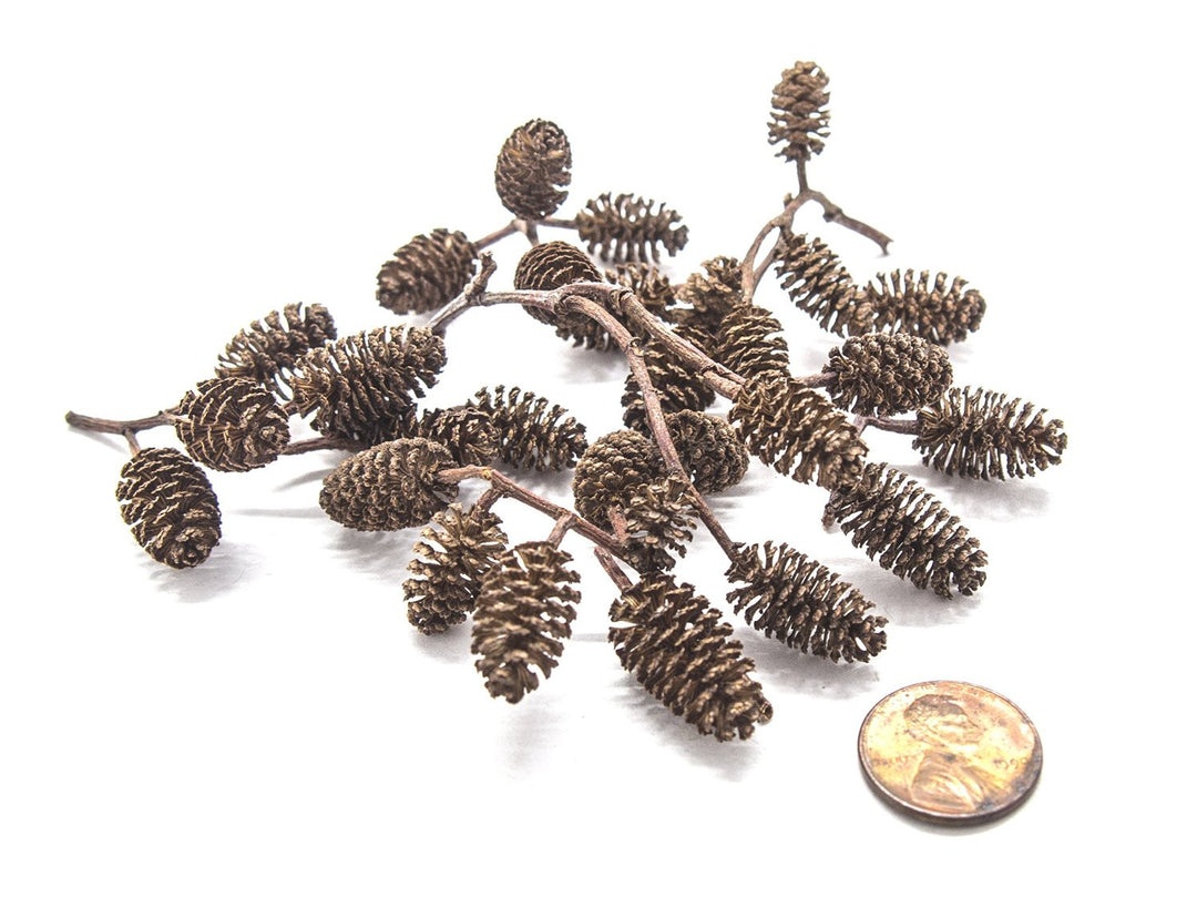 Alder Cones (1/2 - 1 inch)