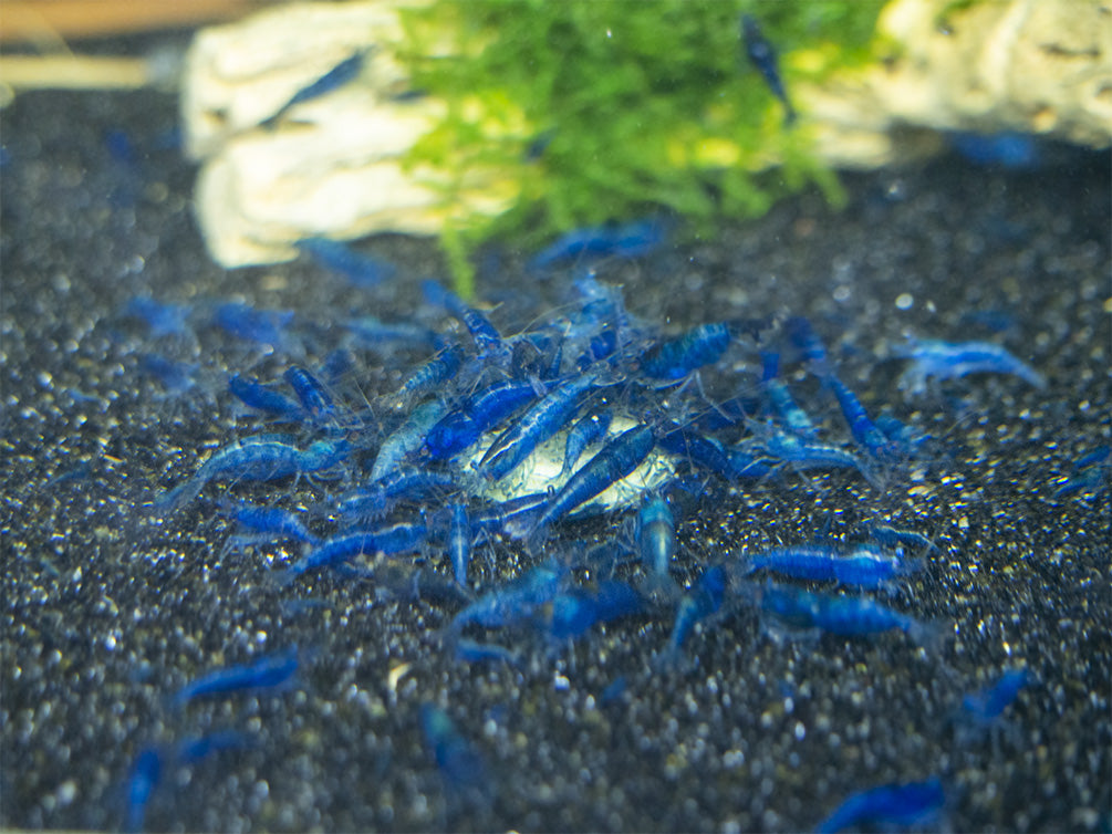 Dream Blue Velvet Shrimp Breeder Combo Box