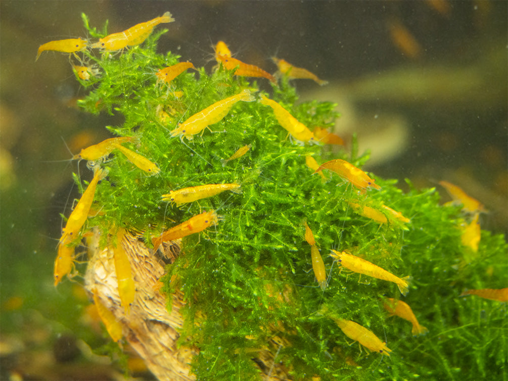 Orange Sakura Shrimp Breeder Combo Box