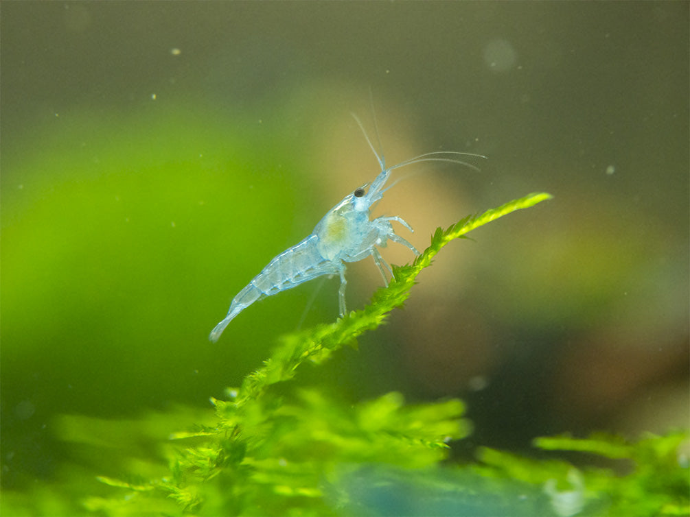 Sky Blue Velvet Shrimp Breeder Combo Box