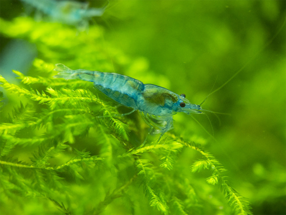 Sky Blue Velvet Shrimp Breeder Combo Box