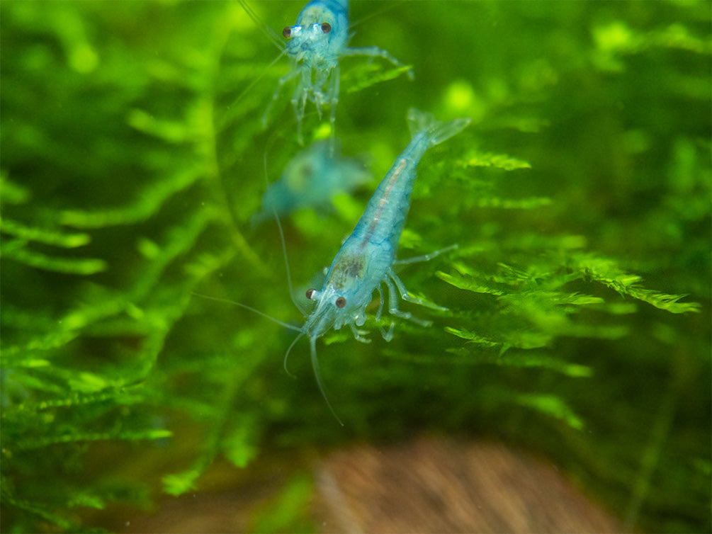 Sky Blue Velvet Shrimp Breeder Combo Box