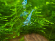 Sky Blue Velvet Shrimp Breeder Combo Box