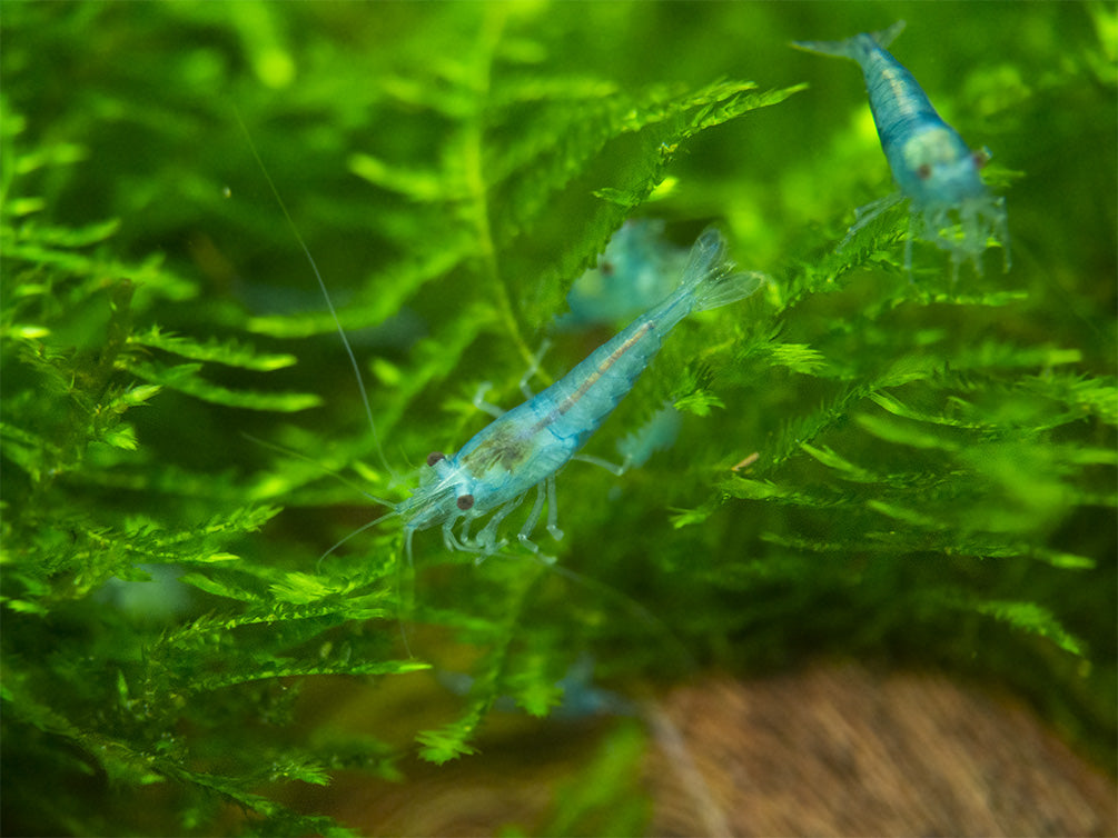 Sky Blue Velvet Shrimp Breeder Combo Box