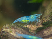 Sky Blue Velvet Shrimp Breeder Combo Box