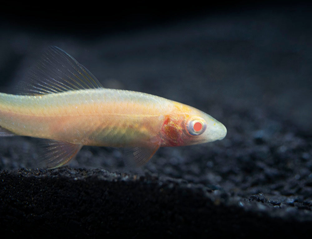 Aquatic Arts Albino Rainbow Shark for sale