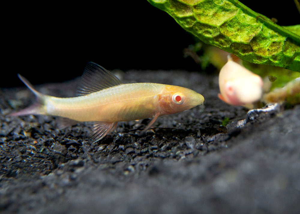 Aquatic Arts Albino Rainbow Shark for sale