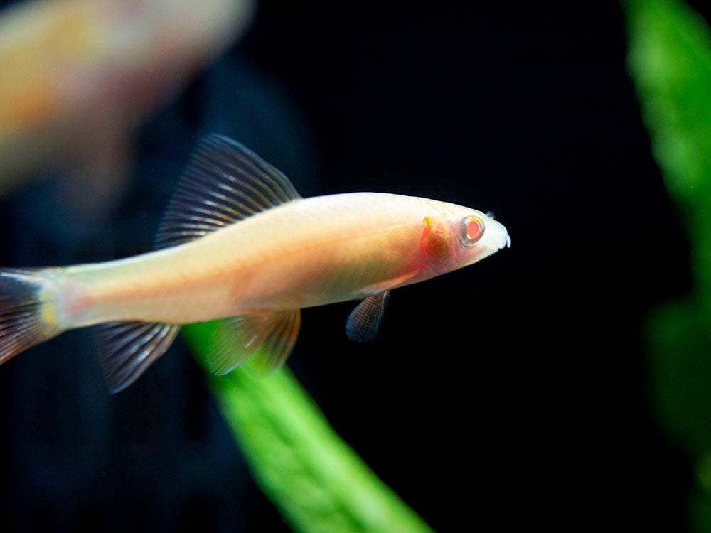 Aquatic Arts Albino Rainbow Shark for sale